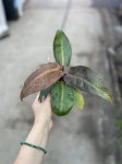 Philodendron Sun Red
