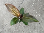 Philodendron Sun Red