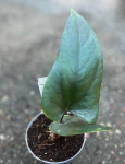 Anthurium nigrolaminum Gigi