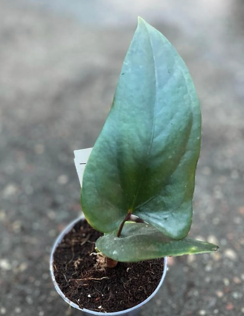 Anthurium nigrolaminum Gigi