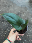 Anthurium nigrolaminum Gigi
