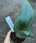 Anthurium nigrolaminum Gigi