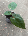 Anthurium Magnificum x Anthurium nigrolaminum Gigi