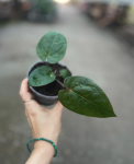 Anthurium Magnificum x Anthurium nigrolaminum Gigi