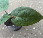 Anthurium Magnificum x Anthurium nigrolaminum Gigi