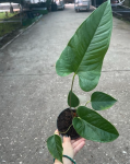 Anthurium Ivanportillae