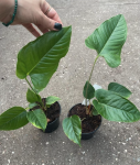 Anthurium Ivanportillae
