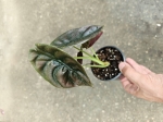 Alocasia cuprea 'Red Secret' - M