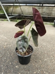 Alocasia cuprea 'Red Secret' - M