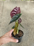 Alocasia cuprea 'Red Secret' - M
