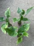 Alocasia cucullata variegata - L