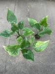 Alocasia cucullata variegata - L