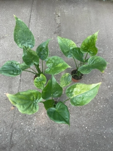 Alocasia cucullata variegata - L