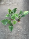 Alocasia cucullata variegata - L