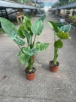 Alocasia cucullata variegata - L