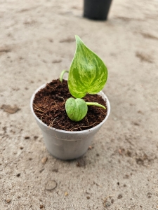 Philodendron hederaceum variegata - S