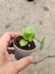 Philodendron hederaceum variegata - S