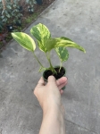 Epipremnum Hicolor/ Golden Queen - S