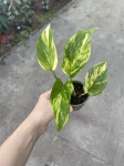 Epipremnum Hicolor/ Golden Queen - S