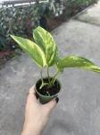 Epipremnum Hicolor/ Golden Queen - S