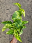 Epipremnum Hicolor/ Golden Queen - zdjęcie poglądowe gatunku