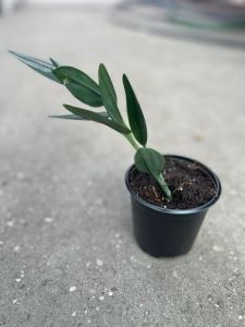 Scindapsus Treubii Dark Form - S