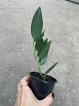 Scindapsus Treubii Dark Form - S