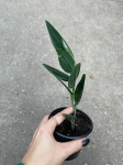 Scindapsus Treubii Dark Form - S
