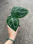 Anthurium forgetii White Stripes - M
