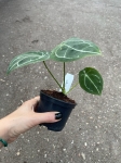 Anthurium forgetii White Stripes - M