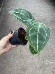 Anthurium forgetii White Stripes - M