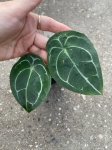Anthurium forgetii White Stripes - M