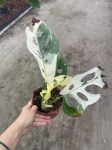 Monstera adansonii variegata - M- 2 gatunek