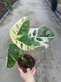 Monstera adansonii variegata - M- 2 gatunek