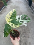 Monstera adansonii variegata - M- 2 gatunek