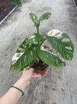 Monstera adansonii variegata - M- 2 gatunek