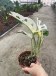 Monstera adansonii variegata - M- 2 gatunek