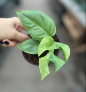 Rhaphidophora tetrasperma variegata - S