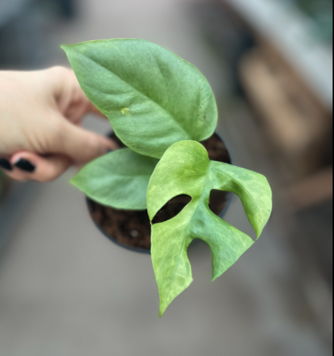 Rhaphidophora tetrasperma variegata - S