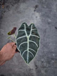 Alocasia longiloba "Watsoniana" - M