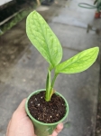Monstera sp. Peru / karstenianum - S