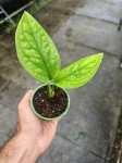 Monstera sp. Peru / karstenianum - S
