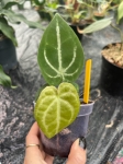 Anthurium Magnificent Silver inverse crossing