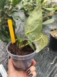 Anthurium Magnificent Silver inverse crossing