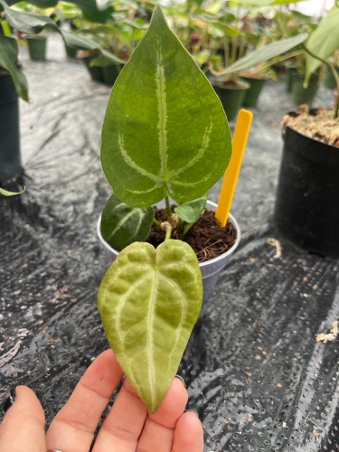 Anthurium Magnificent Silver inverse crossing