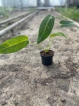 Anthurium Ecuagenera Queen Inverse crossing