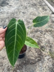 Anthurium Ecuagenera Queen Inverse crossing