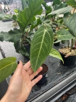 Anthurium Ecuagenera Queen Inverse crossing