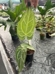 Anthurium Magnificum Silver