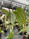 Anthurium Magnificum Silver